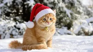 Успокаивающая музыка для кошек 🐾 | Очень длинные расслабляющие треки для снятия стресса у кошек