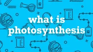 What is photosynthesis?