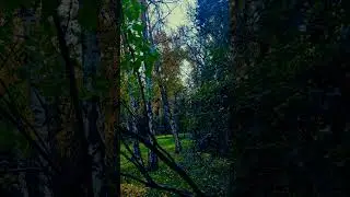 #respect #509 #nature #music #NY