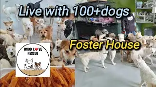 Over 100+ dogs waiting for adoption! We need your help