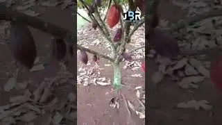 Testimoni Eco Farming pada tanaman coklat