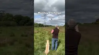 Try the Monday Challenge with your dog! #labrador #gundogtraining