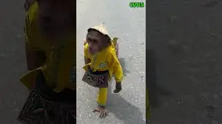 Adorable Moment!  CUTIS and Baby Monkey Go to Market and Come Home Together #cutis #monkey  #animals