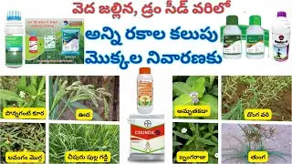 #2025 వెద జల్లిన, డ్రం సీడ్ వరిలో అన్ని రకాల కలుపు మొక్కల నివారణకు సూపర్ కాంబినేషన్ మందులు #paddy
