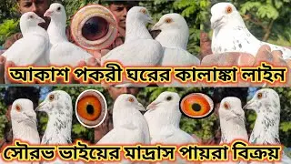 কালাঙ্কা ম্যাড্রাস বিক্রয় 🥰 কেউটিয়া সৌরভ ভাইয়ের বাড়ির পায়রা সেল 