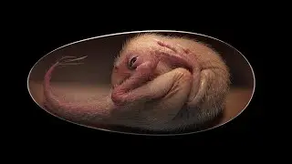 Stunningly well preserved dinosaur embryo found inside fossilized egg