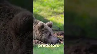 Bears have an incredible smelling power