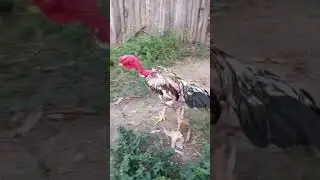 reprodutor polato 🤝🛎️🔔 vamos correr atr&aacute;s da nossa meta de 8 mil inscritos eu te amo
