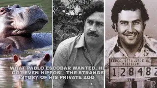 What Pablo Escobar Wanted, He Got &ndash; Even Hippos! | The Strange Story of His Private Zoo