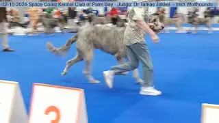 12-10-2024 Space Coast KC of Palm Bay - Irish Wolfhounds