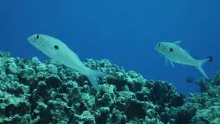 Hawaiian Islands