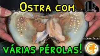Ostra com Várias Pérolas (english subtitles) | Ciências Biológicas
