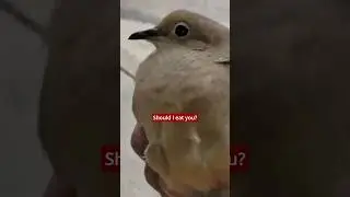 Why You Shouldn&rsquo;t Catch Doves #shorts