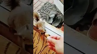 Это Дудл, а не Эдди 🐿️😁 #белка #белки #домашниеживотные #дикаяприрода