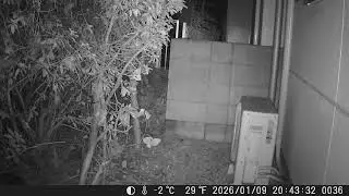 【WILD Animal TOKYO】Japanese NEKO is invating housing area.