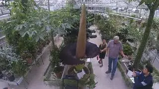 Titan arum 'Carolus' blooming and waning