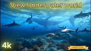 Relaxing Underwater world 365/16 music feel good Listen to quiet music, listen to the sound #relax