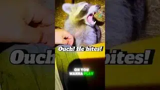 Skittles the Raccoon can play rough sometimes! #raccoons #funnyanimals #funnypets
