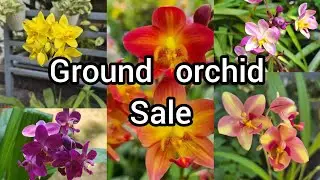 Ground orchid plants sale @villagelife74