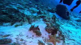 Just underwater and a star fish