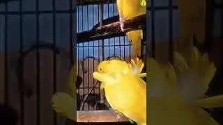 hogoromo budgey sw couple😍❤       #birdslover#jpbadgey#birds#likesharesubscribe #shortsfeed