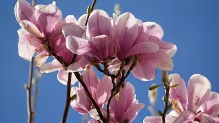 Blooming Bergstrasse