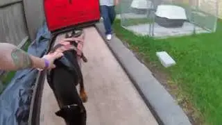 Weight Pull Training Doberman Pinscher