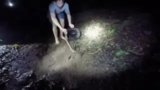 A VENOMOUS CONSTRICTOR CAUGHT - BAREHANDED