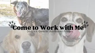 Come to Work with Me | Kennel Manager