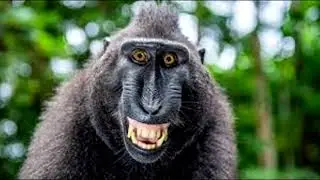 53 hours of relaxing monkey sounds