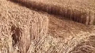 Cropcircle at Lurkeley Hill 2010