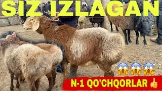 UCHKO’PRIK BOZORI QO’CHQORLAR NARXI BILAN TANISHING 👍👍👍 24 01 2026 ✅✅✅