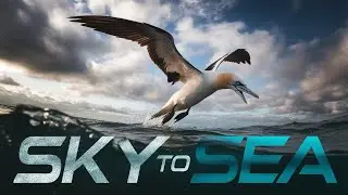 The Plunging Dives of the Gannet
