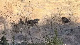 Wild Quails Encounter | Groups of California Wild Quails Crossing and Foraging Food |  偶遇加州野生鹌鹑群