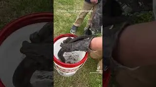 A three-toed Amphiuma. Looks like a snake but is really a salamander.