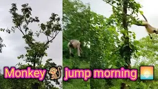 #jumping #monkey #morning #odisha #village #culture #villagelife #shots #viralvideo #status #shortvi