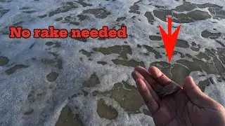 How to catch sand fleas with no rake