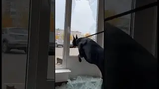 Озону   надо доплачивать сотрудникам за стресс 🗿 #dog #собака #доберман