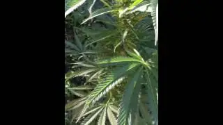 Growing weed outside update 4