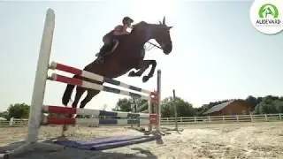 Test utilisateurs Equisense x Ekyflex Arthro