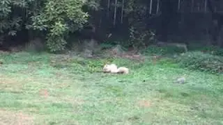 Blonde Squirrel