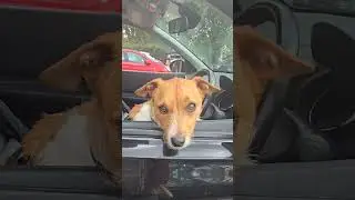 Cutest thing I've seen today 🐕