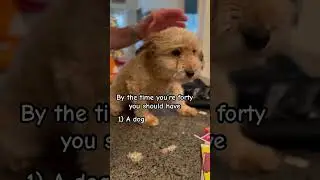 What you should have at forty#puppy #dogshorts