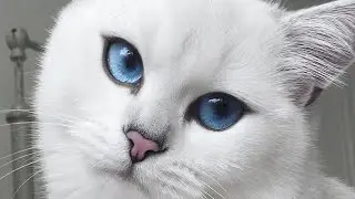 КОНКУРС - СМЕШНЫЕ ЖИВОТНЫЕ 2019 ноябрь - ПРИКОЛЫ 2019 Funny videos