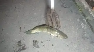 Catching Invasive Fish in Muddy Ponds Using a Spear at Night.