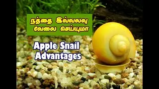 நத்தை | Apple snail Complete Guide tamil | mystery snail