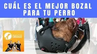 ¿Cuál es el mejor bozal para tu perro? 🐶