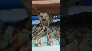 #puppylove #sharadha #pets #dogs #funny #entertainment #viralshort #trending #howto #tamil #pushpa