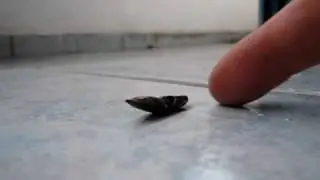 Click Beetle
