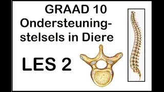 Lewenswetenskappe GR10 Ondersteuningstelsels in Diere Les2